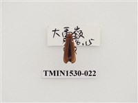 藏品(前角扣頭蟲科)的圖片